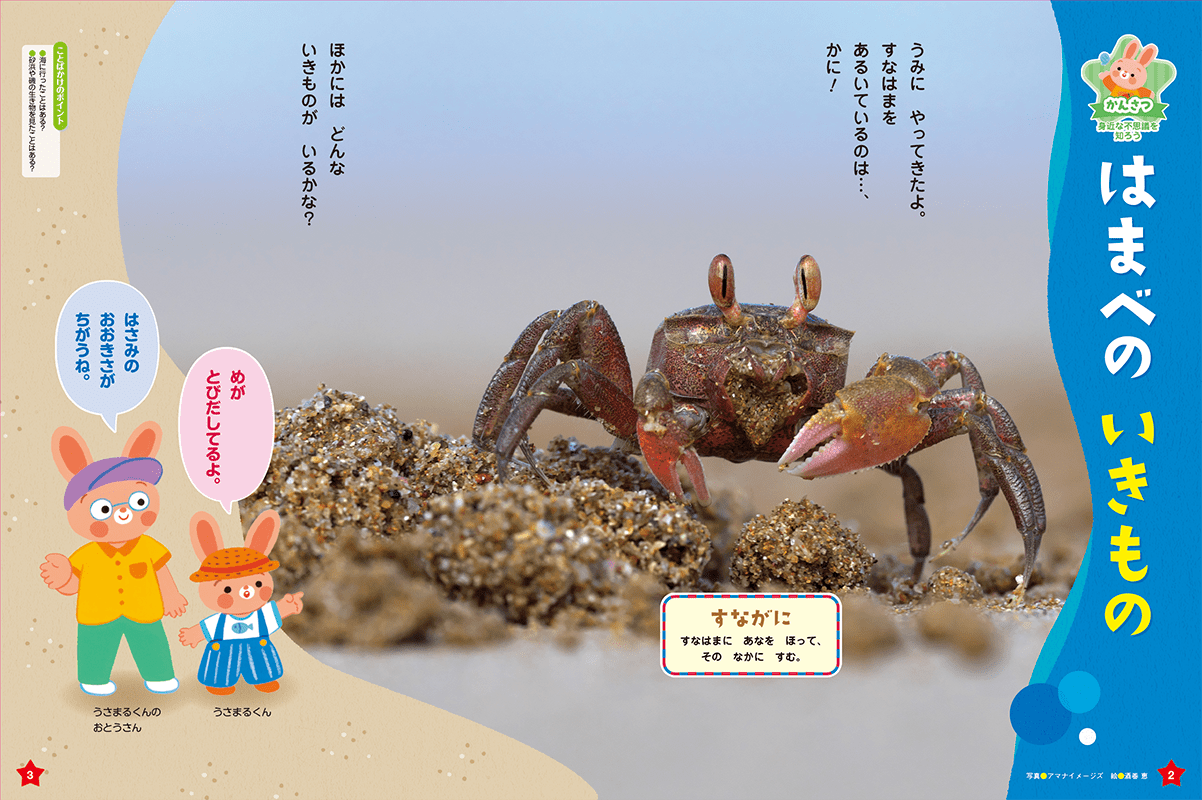 海岸のおもしろい形の生き物