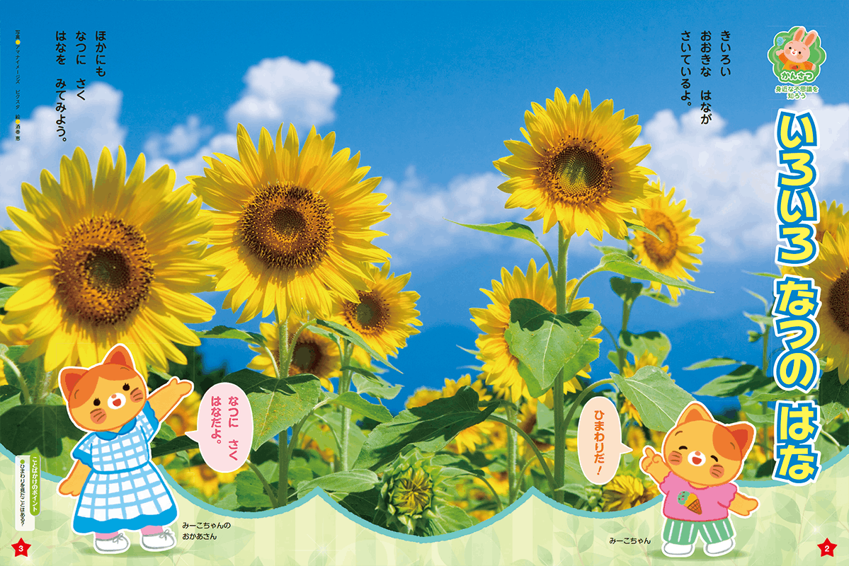 夏の花の色を観察しましょう