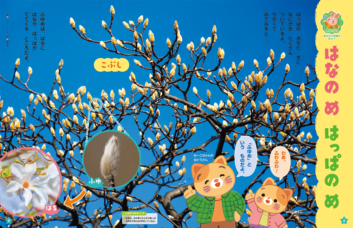 樹木の冬芽を観察しましょう