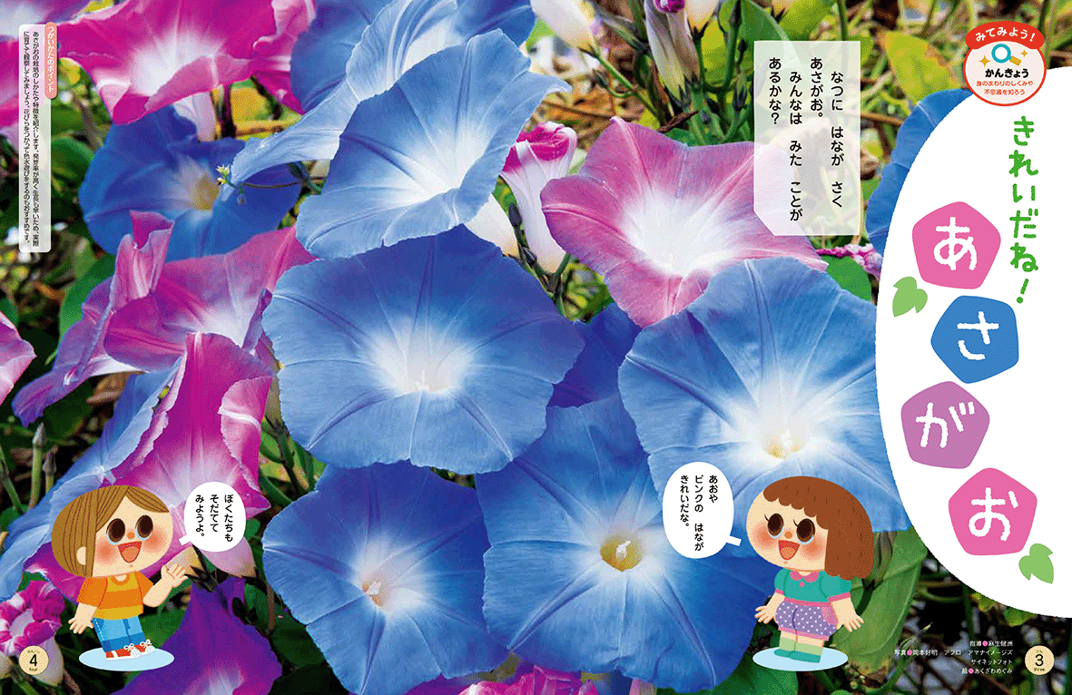 朝顔の生長をご紹介！
