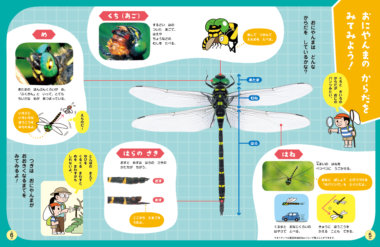 トンボの生態を紹介します