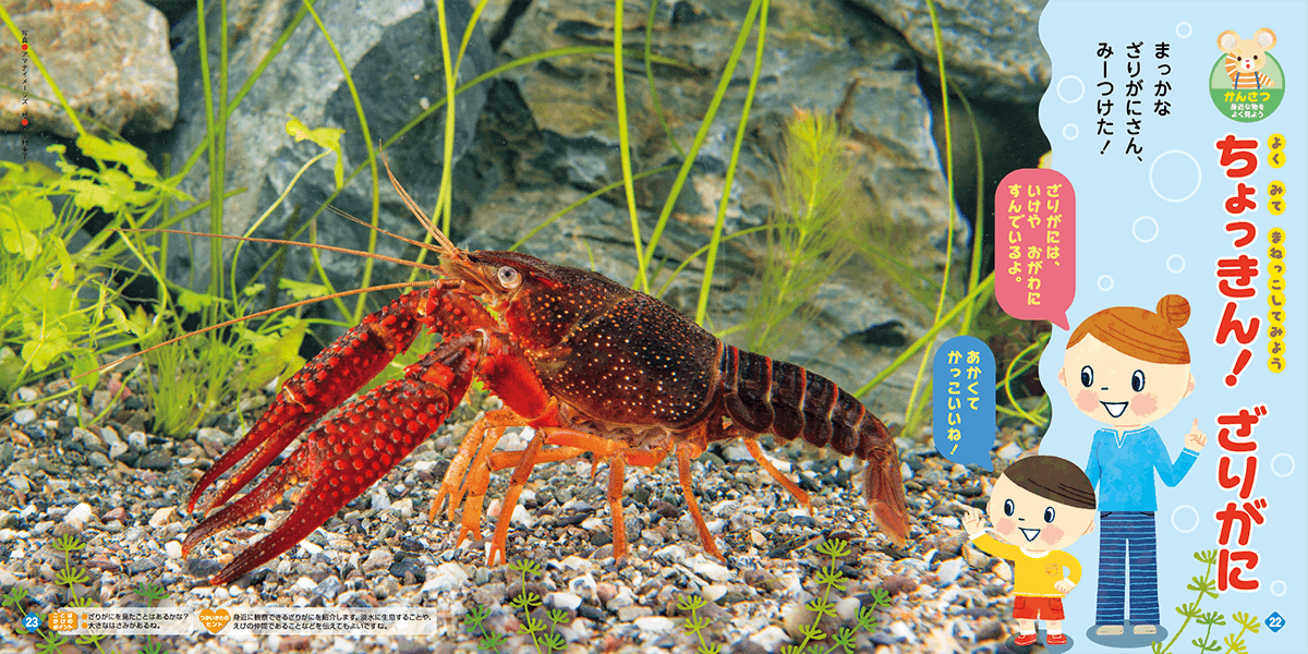 両手をチョキでザリガニのポーズ！