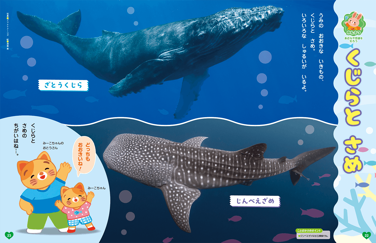 クジラとサメの違いを考えましょう