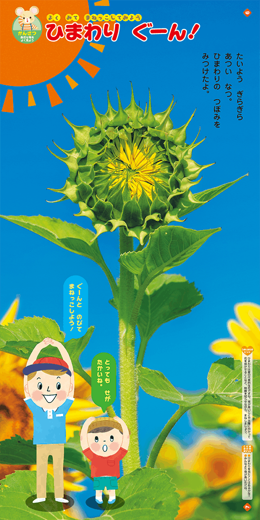 ひまわりの背の高さを感じましょう