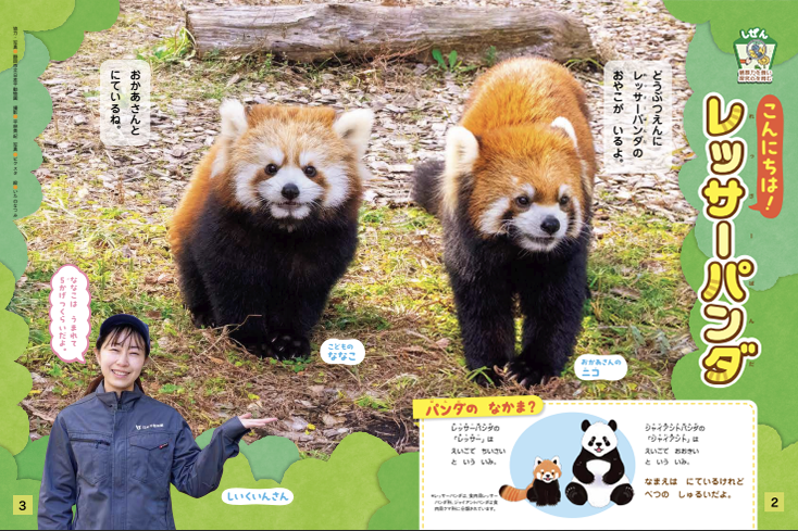 かわいいレッサーパンダの親子が登場！