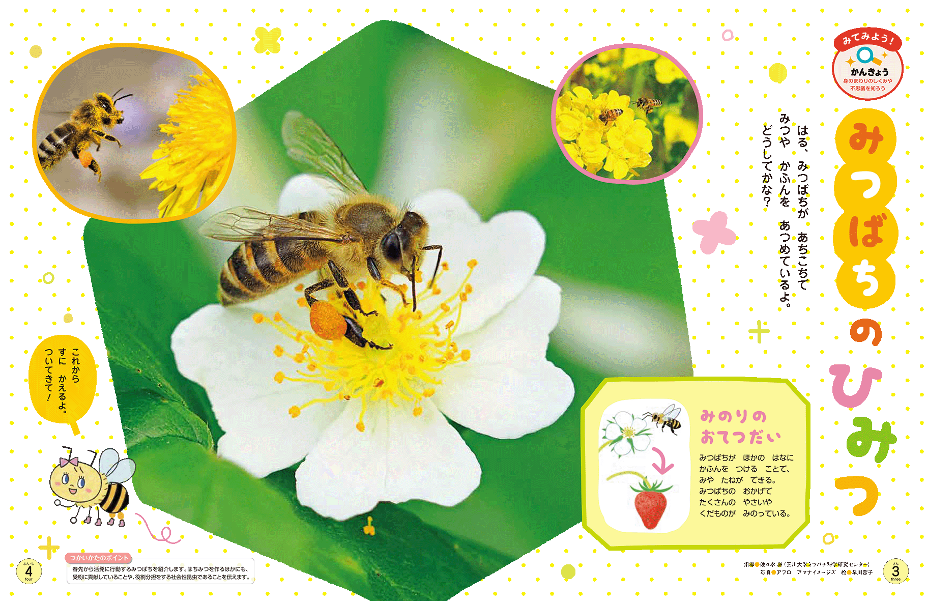 ミツバチの巣を紹介します