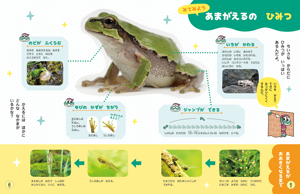 カエルの生態を紹介します
